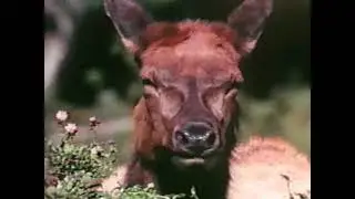 Olympic National Park: Wilderness Heritage (1991)
