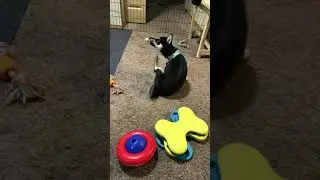 Shiba Inu Investigates New Toy