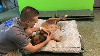 STOP SEDATING YOUR DOG! - How to trim your dog’s nails without medication, sedation or drugs.