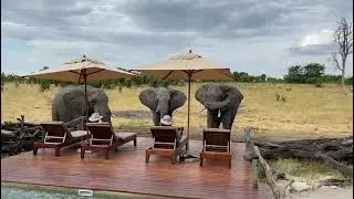 Somalisa Expeditions Elephants