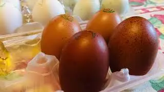 OVOS DE GALINHA MARANS AZUL 5 CORES DIFERENTE DE LEGORNE+ARAUCANA🐣🌸🐣🌸🐣🌸