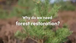 Forest Restoration - Interview with Dr. Elisabeth Pötzelsberger
