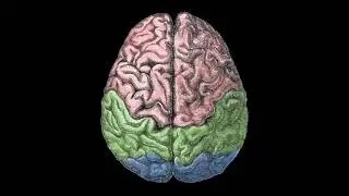 How Human Memory Works (THE SAAD TRUTH_588)