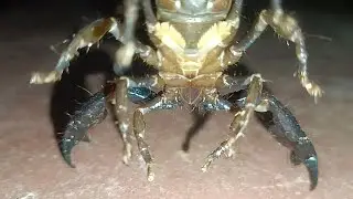 Black spider | Insect with snake venom | பாம்பு விஷம் கொண்ட பூச்சி🦂 #forestking #animals #yt #tamil