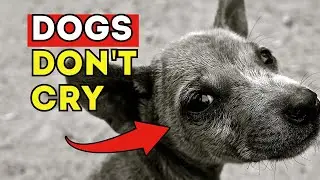 🧠 FACT or FICTION 11 Dog Misconceptions You've NEVER Questioned