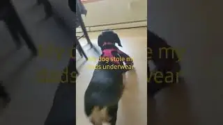 My dog stole my dad's underwear!!!