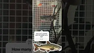 Waddles getting ready to hunt #Gulper#Catfish#HumpbackPuffer#fish#tropical#goldfish