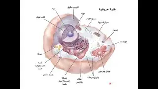 14 دراسة الخلية