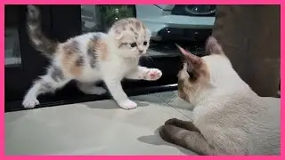 Милый котенок против большой кошки: игра или настоящая драка? Расшифровка поведения кошки / Кошка