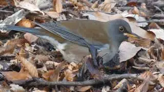 野鳥・シロハラ　　カサカサと落ち葉を叩くしろはらぞ