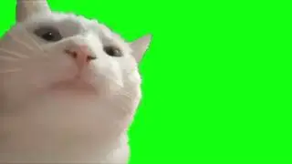 cat bobbing head 4K AI Upscaled Green Screen [5-Minute ]