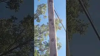 Obra de ingenier&iacute;a Animal