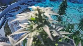 Outdoor winter grow 