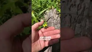 Looking at ​⁠native plants with @DustySlay #wildflowers #conservation #nativeplants