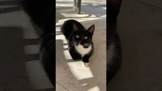 Cute cat #youtubeshorts #trending #england #cat #cute @YouTube