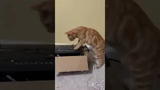 Have you seen a cat do this? He blocks me from shredding! 😂