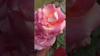 Laugh Rose l 
