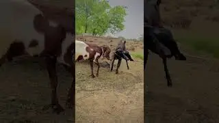 Goats fighting with each other||Animal farming||#viral #account #satisfyingvideo #growth