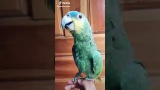 Meu Passarinho cantando