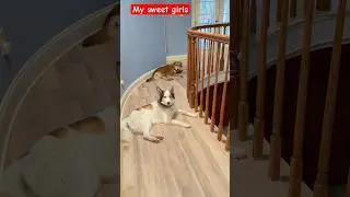 My dogs follow me everywhere except bathroom 😆 #pets #home #animals #doglove #fun #cute #joy #husky