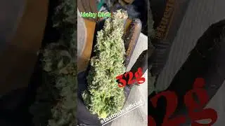 Moby Dick Auto 🐋 Fast Buds | Sativa by kuesten kraeuter