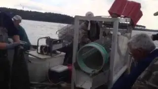 Virginia Oyster Aquaculture