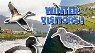 Finding Winter Migrating Bird Species ! (Kilshannig & Blennerville, Kerry, Ireland)
