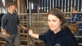 Dartmoor Hill Pony Genetic Parentage Test Pilot 2020