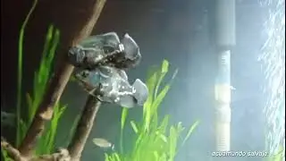 #viralvideo #peces #acuario4k #fipシ #fish #aquarium #viralvideo ##viralvideo 
