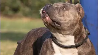 Dutch import Roxanne of SA Bully Camp