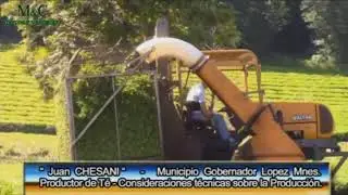 Té de Misiones Argentina