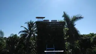 Chimney swift