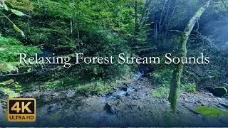 Forest Stream Sounds 2H | Water Noise for Focus, Study & Sleep | Stress Relief Ambience 4K