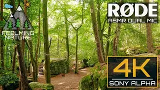 Virtual Hike | Ancient German Forest with huge Bedrocks | 