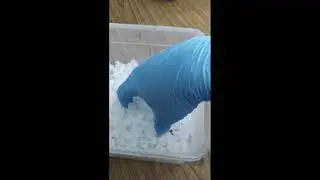 Packing Eyedrop Bottles for sterilization via gamma irradiation.