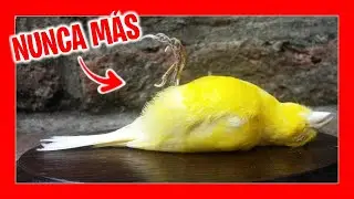 ✅ Как предотвратить болезни у птиц