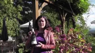 Averill Creek Vineyard