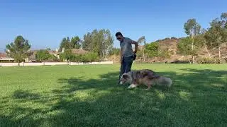 Nicole -1 ( Loose Leash Walking | Sit | Down )