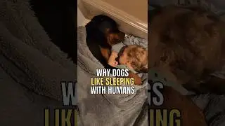 Why dogs like sleeping with humans. #dog #doglover #dogshorts #sleepingdogs