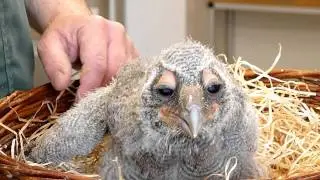Fütterung Baby-Eule im Vogelpark Walsrode