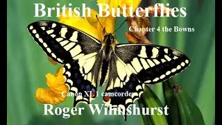 British Butterflies  Browns  Chapter  4
