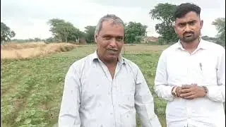 Excellent Results of Tag Fly Gold on Crop in Agra Area.👍
