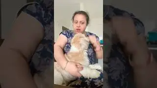 Chutti chahiye😱🤣😂#youtubeshort #ytshorts #trending #pets #funnyshorts #comedy #funny #fun