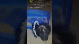 Trail Camera Skunk Enjoying the Cat Food #18