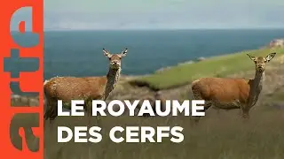 Sur l'île de Rùm, les cerfs écossais sont rois | Invitation au voyage | ARTE