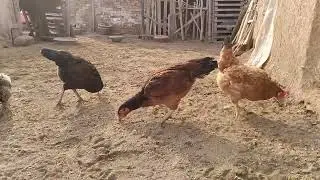 Colorful Desi Aseel & Misri Golden Chickens Feeding in Village Courtyard || Peaceful Rural Life