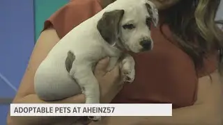 AHeinz57 Pet Rescue seeing increase in rescues