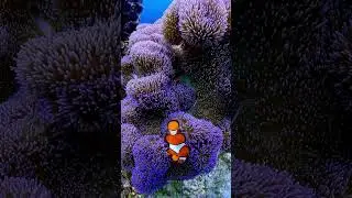 Clown fish - Nemo fish #shorts @heoppokotaylor