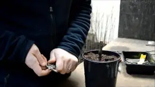 Beginners Guide to Grafting Trees (Apple Demonstration)