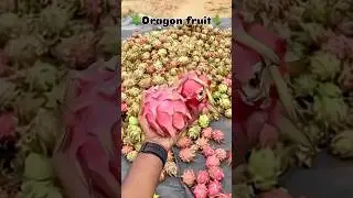 ड्रैगनफ़्रुट🍇खेती का पूरा💯हिसाब किताब💸| dragon fruit farming full information |#viral #pitaya